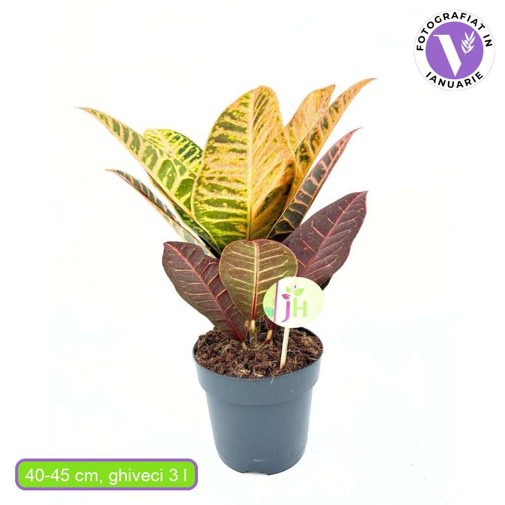 Кротон Codiaeum Variegatum 'Petra' – екзотична стайна красавица с многоцветни листа