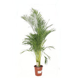 Палма Areca Dypsis lutescens – елегантно стайно растение за пречистване на въздуха, 150 см