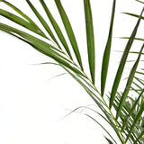 Палма Areca Dypsis lutescens – елегантно стайно растение за пречистване на въздуха, 150 см