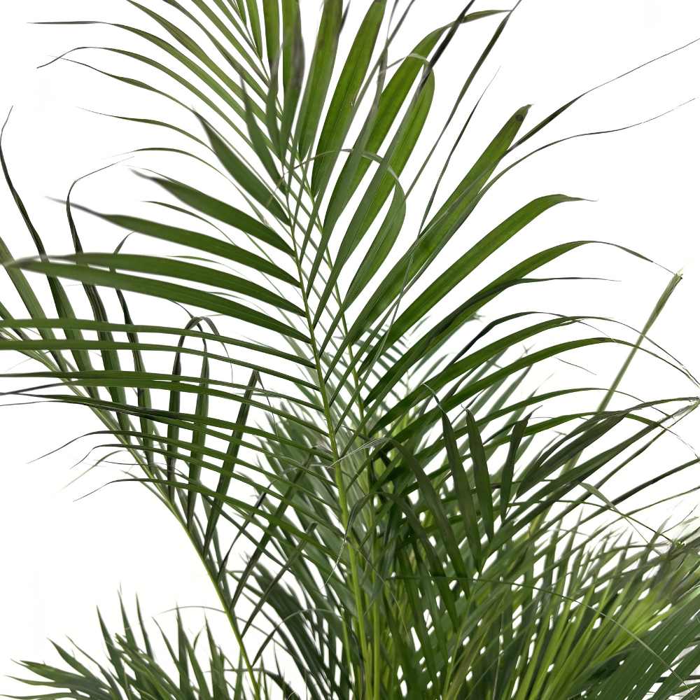 Палма Areca Dypsis lutescens – елегантно стайно растение за пречистване на въздуха, 150 см