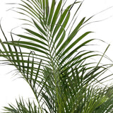 Палма Areca Dypsis lutescens – елегантно стайно растение за пречистване на въздуха, 150 см