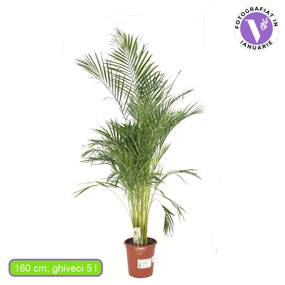 Палма Areca Dypsis lutescens – елегантно стайно растение за пречистване на въздуха, 150 см
