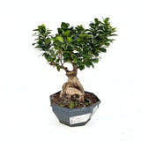 Фикус Bonsai Ginseng, 50 см, с дебели корени, стайно растение, пречиства въздуха