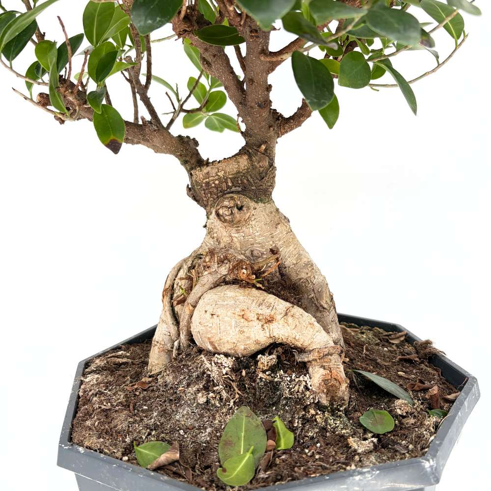 Фикус Bonsai Ginseng, 50 см, с дебели корени, стайно растение, пречиства въздуха