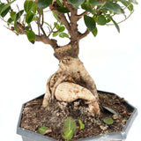 Фикус Bonsai Ginseng, 50 см, с дебели корени, стайно растение, пречиства въздуха