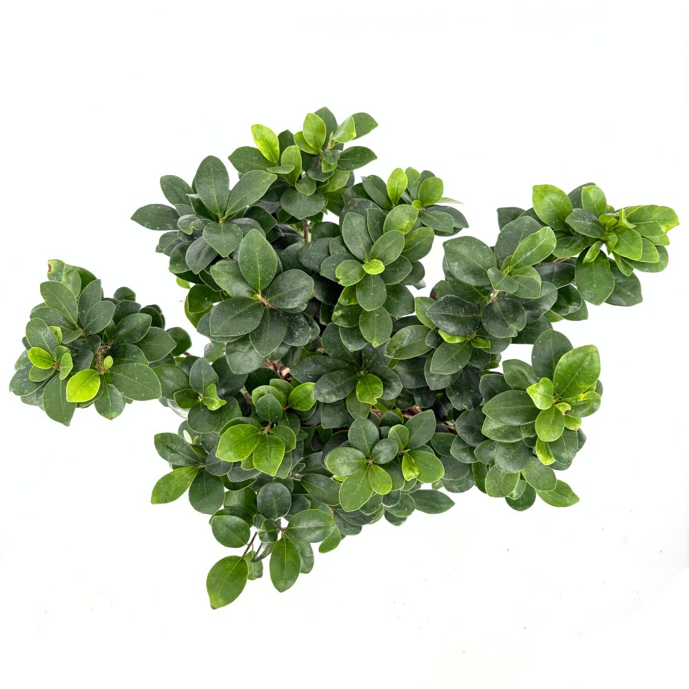 Фикус Bonsai Ginseng, 50 см, с дебели корени, стайно растение, пречиства въздуха