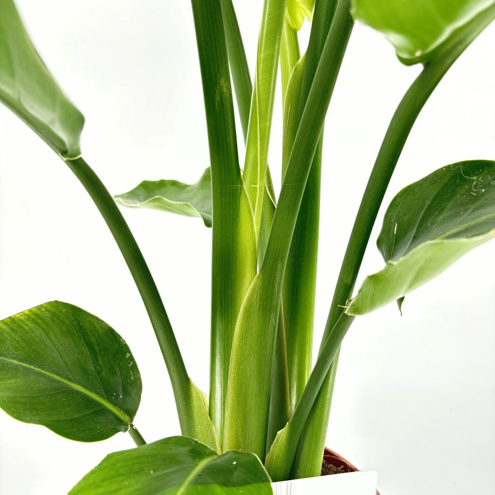 Strelitzia Nicolai (Бяла райска птица), 110 см, голямо екзотично растение с гигантски тропически декоративни листа за интериор