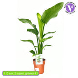 Strelitzia Nicolai (Бяла райска птица), 110 см, голямо екзотично растение с гигантски тропически декоративни листа за интериор