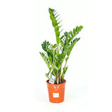 Растение на късмета (Zamioculcas Zamiifolia), 100 см, стайно растение със сукулентни листа, устойчиво на сянка, рядко поливане, 8 клона