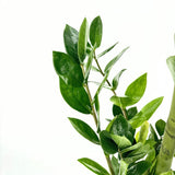 Растение на късмета (Zamioculcas Zamiifolia), 100 см, стайно растение със сукулентни листа, устойчиво на сянка, рядко поливане, 8 клона