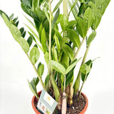 Растение на късмета (Zamioculcas Zamiifolia), 100 см, стайно растение със сукулентни листа, устойчиво на сянка, рядко поливане, 8 клона