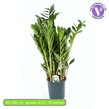 Растение на щастието (Zamioculcas Zamiifolia), 95–100 см, 10 клона/саксия – елегантно стайно растение с тъмнозелени сукулентни листа