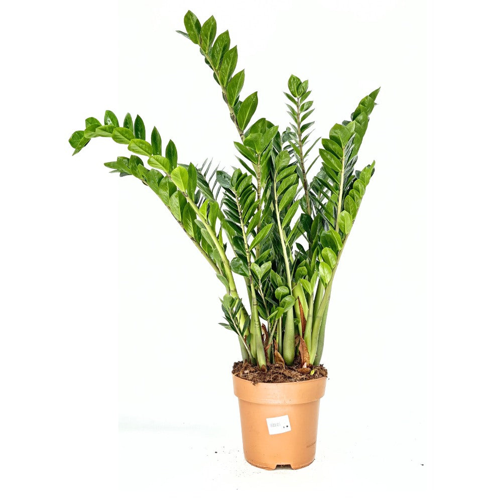 Растение на късмета (Zamioculcas Zamiifolia), 110 см, стайно растение със сукулентни листа, устойчиво на сянка, лесна поддръжка, рядко поливане