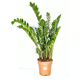 Растение на късмета (Zamioculcas Zamiifolia), 110 см, стайно растение със сукулентни листа, устойчиво на сянка, лесна поддръжка, рядко поливане