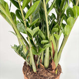 Растение на късмета (Zamioculcas Zamiifolia), 110 см, стайно растение със сукулентни листа, устойчиво на сянка, лесна поддръжка, рядко поливане
