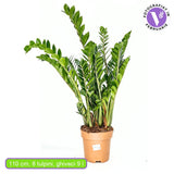 Растение на късмета (Zamioculcas Zamiifolia), 110 см, стайно растение със сукулентни листа, устойчиво на сянка, лесна поддръжка, рядко поливане