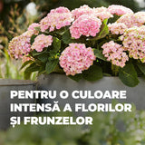 Ingrasamant Lichid pentru Hortensii si Camelii, 1 l, cu Extra Fier, COMPO