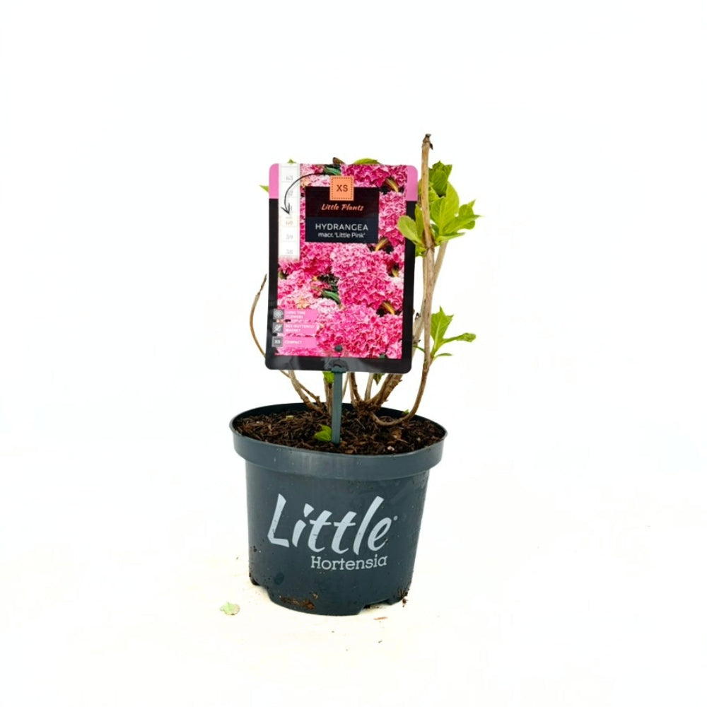 Хортензия Little Pink XS – компактен храст с розови цветове