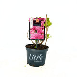 Хортензия Little Pink XS – компактен храст с розови цветове