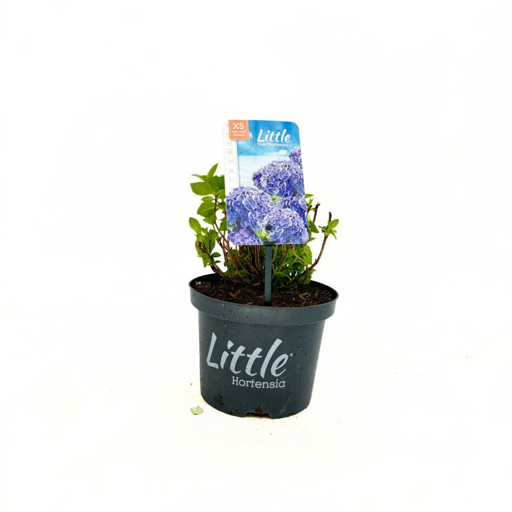 Хортензия Little Blue XS – компактна синя красавица