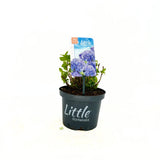 Хортензия Little Blue XS – компактна синя красавица