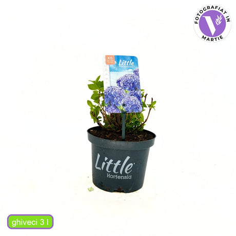 Хортензия Little Blue XS – компактна синя красавица