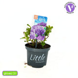 Хортензия Little Purple XS – компактна красавица с наситеновиолетови цветове