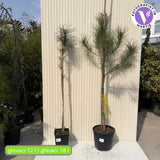 Средиземноморски бор (Pinus Pinea), чадъровиден бор с уникална орнаментална форма