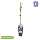 Клематис (Clematis) Multi Blue, със сини-виолетови цветове, катерлив