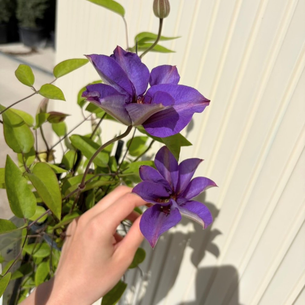 Клематис (Clematis) Multi Blue, със сини-виолетови цветове, катерлив