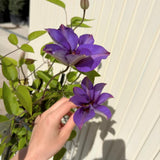 Клематис (Clematis) Multi Blue, със сини-виолетови цветове, катерлив