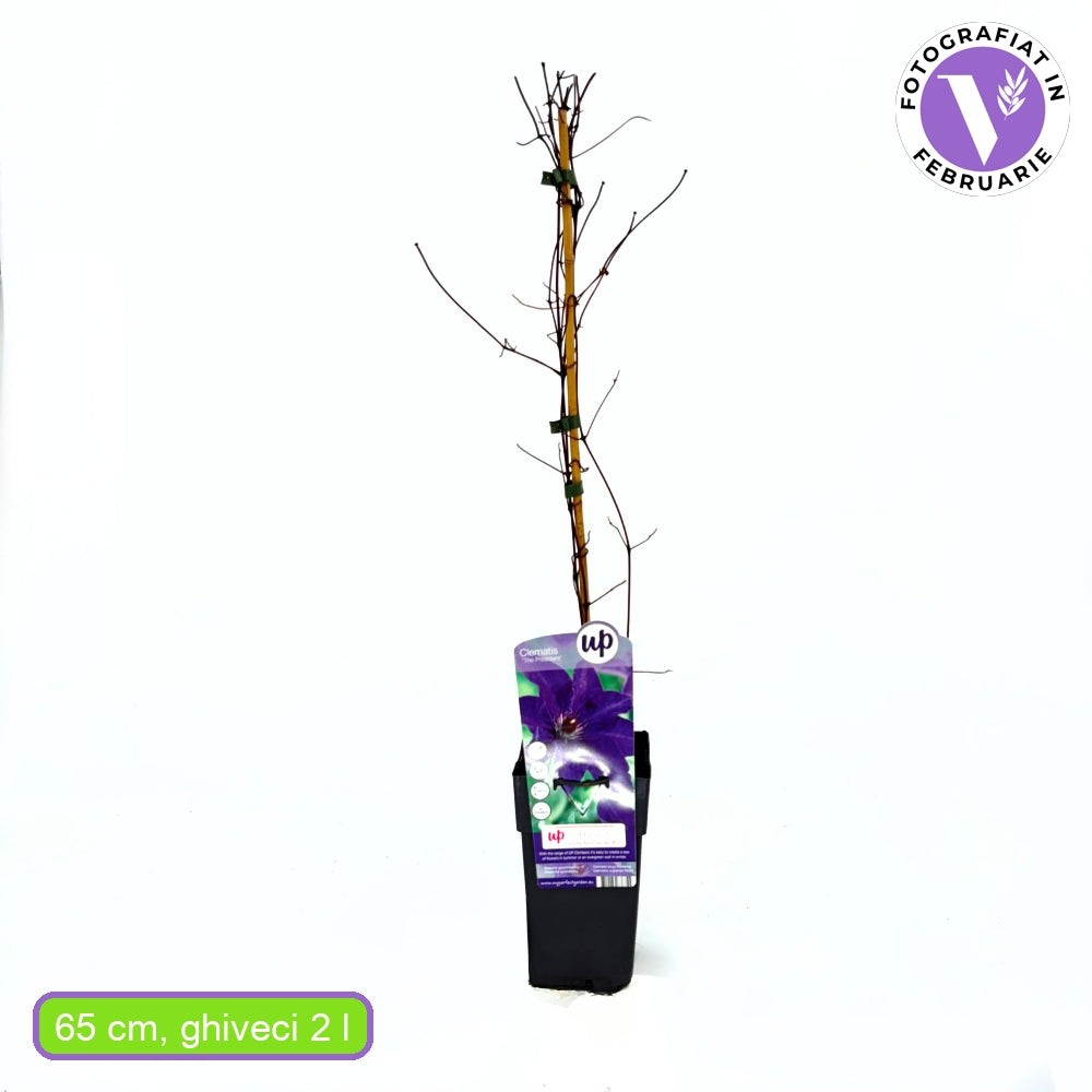 Клематис (Clematis) The President, с виолетови цветове, катерлив