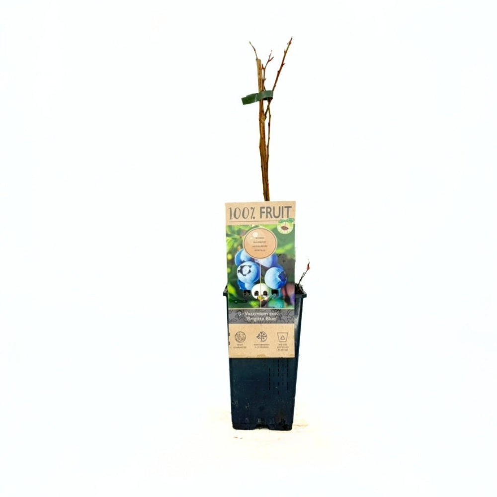 Боровинка Brigitta Blue (Vaccinium corymbosum) с твърди сладко-кисели плодове, 1-ва година на плододаване.