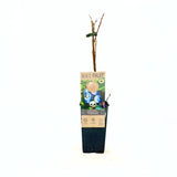 Боровинка Brigitta Blue (Vaccinium corymbosum) с твърди сладко-кисели плодове, 1-ва година на плододаване.
