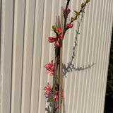 Японска дюля Pink Lady (Chaenomeles), декоративен храст с тъмнорозови двойни цветове, цъфти на голи клони, ядливи плодове, устойчив на суша