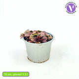 Аюга 'Burgundy Glow' (Ajuga reptans) – вечнозелено почвопокривно с триколорна зеленина и сини цветове