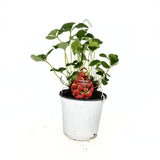 Ягода Elsanta (Fragaria ananassa) – едри, твърди плодове с висок добив за пресна консумация