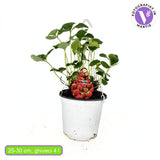 Ягода Elsanta (Fragaria ananassa) – едри, твърди плодове с висок добив за пресна консумация