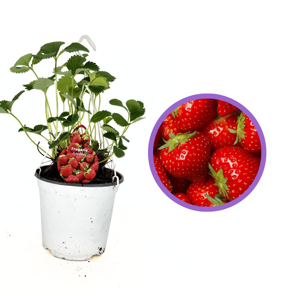 Ягода Elsanta (Fragaria ananassa) – едри, твърди плодове с висок добив за пресна консумация