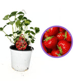 Ягода Elsanta (Fragaria ananassa) – едри, твърди плодове с висок добив за пресна консумация