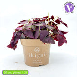 Trifoiul Norocos Purpuriu (Oxalis triangularis), cu flori albe si frunze triunghiulare purpurii