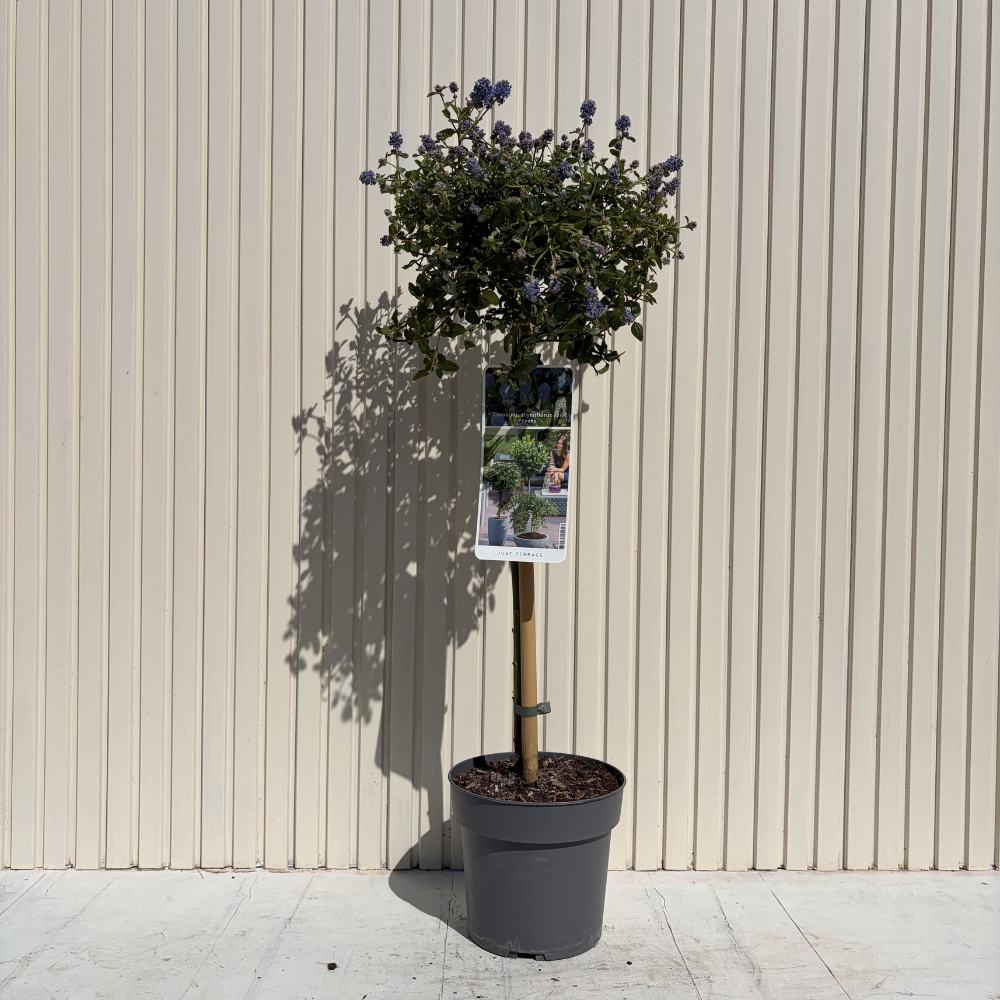 Калифорнийски люляк на стъбло Repens (Ceanothus thyrsiflorus) – вечнозелено дърво със сини цветове