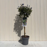 Калифорнийски люляк на стъбло Repens (Ceanothus thyrsiflorus) – вечнозелено дърво със сини цветове