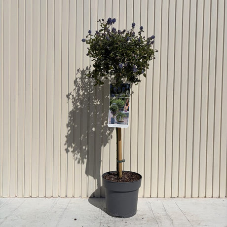 Калифорнийски люляк на стъбло Repens (Ceanothus thyrsiflorus) – вечнозелено дърво със сини цветове