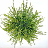 Ienupar Andorra Compact, tarator, cu frunzis verde intens, compact, vesnic verde