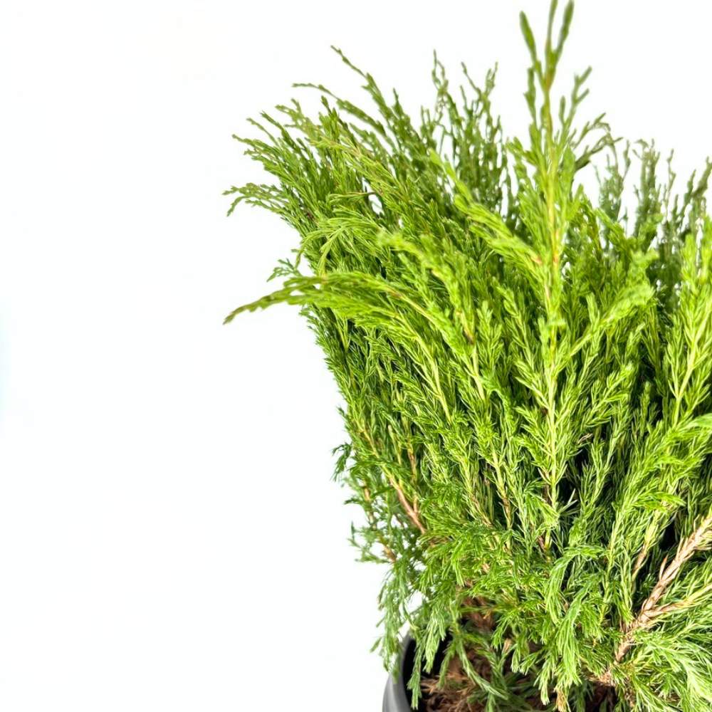 Ienupar Andorra Compact, tarator, cu frunzis verde intens, compact, vesnic verde