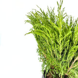 Ienupar Andorra Compact, tarator, cu frunzis verde intens, compact, vesnic verde