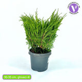 Ienupar Andorra Compact, tarator, cu frunzis verde intens, compact, vesnic verde