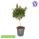 Четкообразно дърво Callistemon citrinus 'Splendens' – ароматни червени цветове