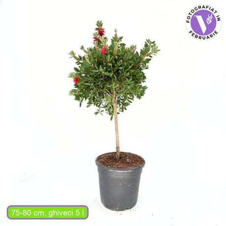 Четкообразно дърво Callistemon citrinus 'Splendens' – ароматни червени цветове